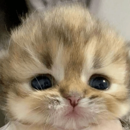 🥺🐱Michitos tiernos🐱🥺 