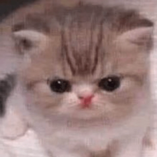 🥺🐱Michitos tiernos🐱🥺 