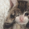 tray-icon