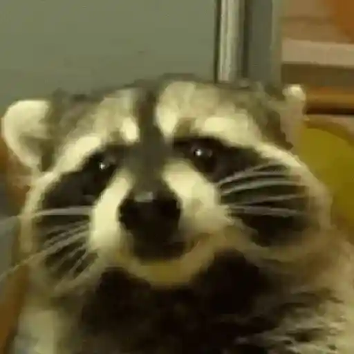 Mapache 🦝🌿 