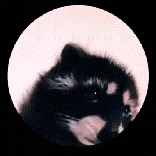 Mapache 🦝🌿 