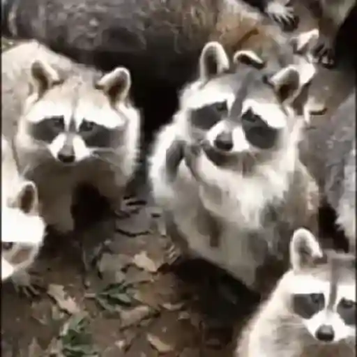Mapache 🦝🌿 