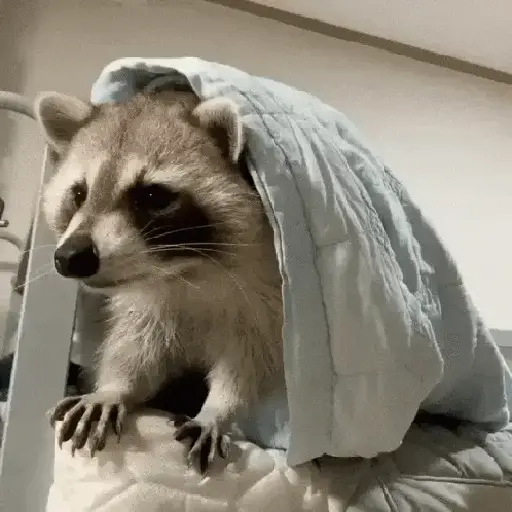 Mapache 🦝🌿 