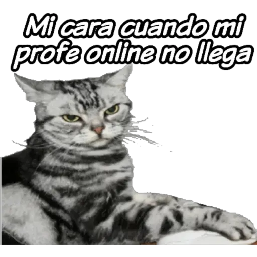 clases online time 