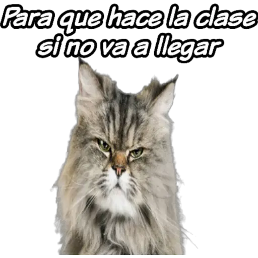 clases online time 