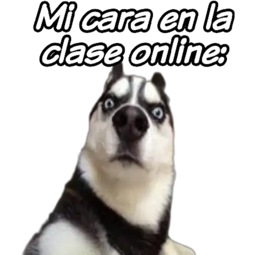 clases online time 