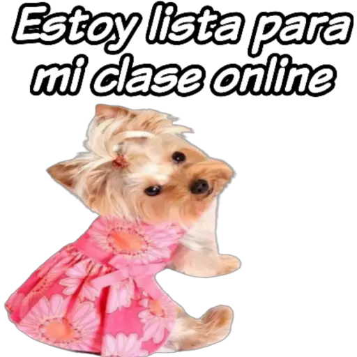 clases online time 