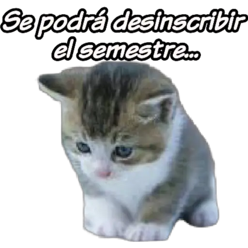 clases online time 