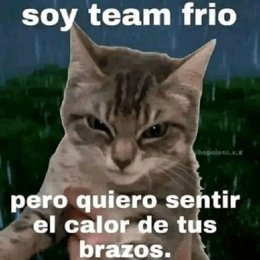 Gatitos Shitposting 2