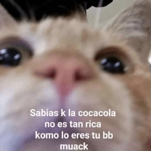 Gatitos Shitposting 2