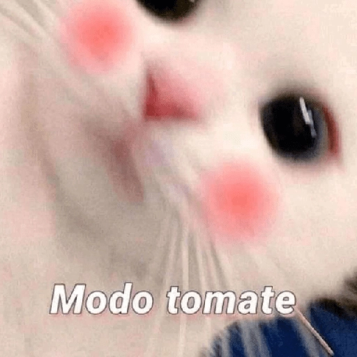Gatitos Shitposting 2 preview