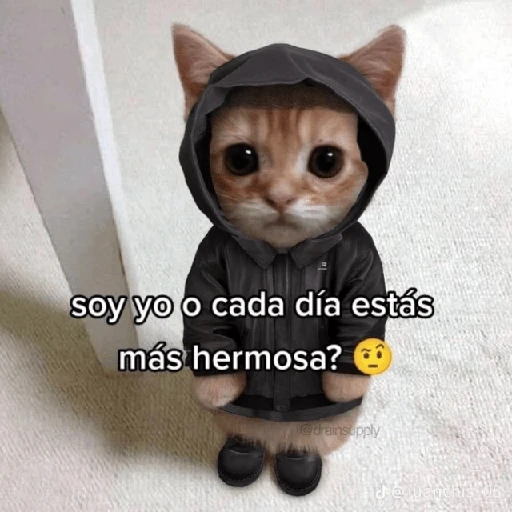 Gatitos Shitposting 2