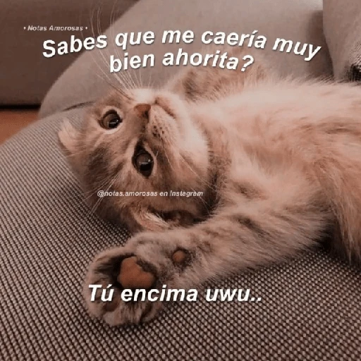 Gatitos Shitposting 2