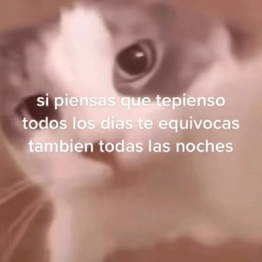 Gatitos Shitposting 2