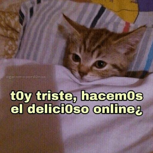 Gatitos Shitposting 2