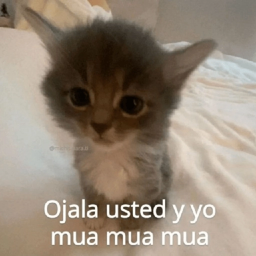 Gatitos Shitposting 2