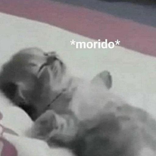 Gatitos Shitposting 2