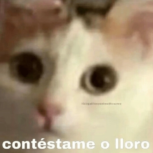 Gatitos Shitposting 2