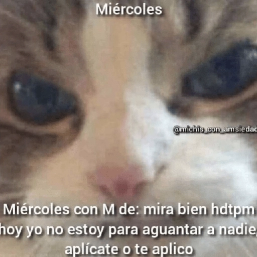 Gatitos Shitposting 2 preview