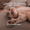 Gatitos Shitposting 2
