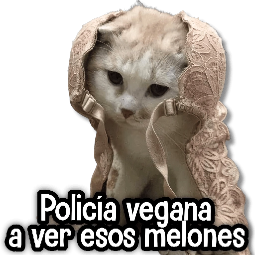 MICHIS Mix 🐾😻 ➊ 