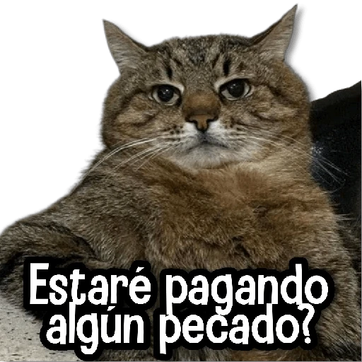 MICHIS Mix 🐾😻 ➊ 