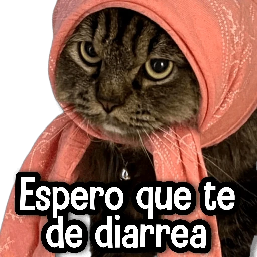 MICHIS Mix 🐾😻 ➊ 