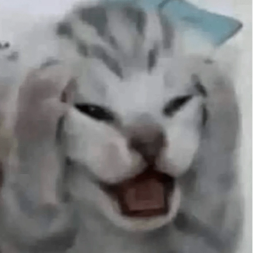 Gatos 🐱🫶🏻 