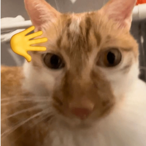 Gatos 🐱🫶🏻 