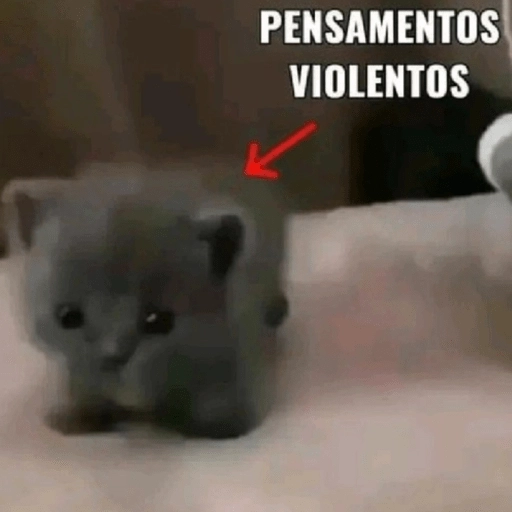 Gatos 🐱🫶🏻 