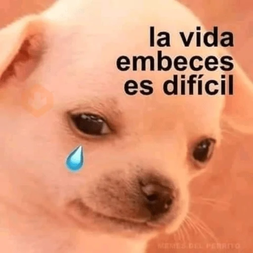 MEME PERRITO sticker 13