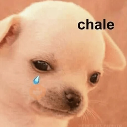 MEME PERRITO sticker 11
