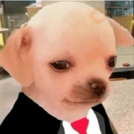 MEME PERRITO sticker 12