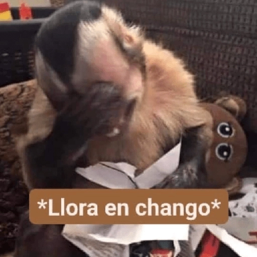 Monitos Mood 🙈🙉🙊 