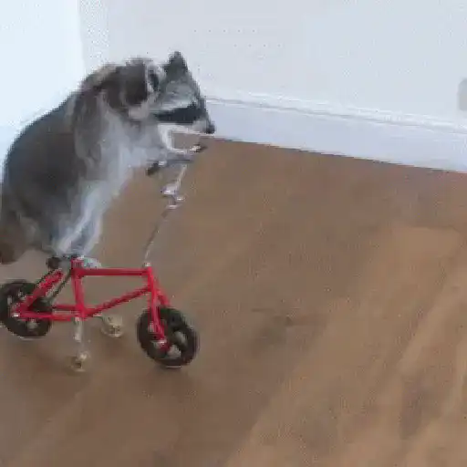 Pedro, Pedro, Pedro ✨🦝mapache 