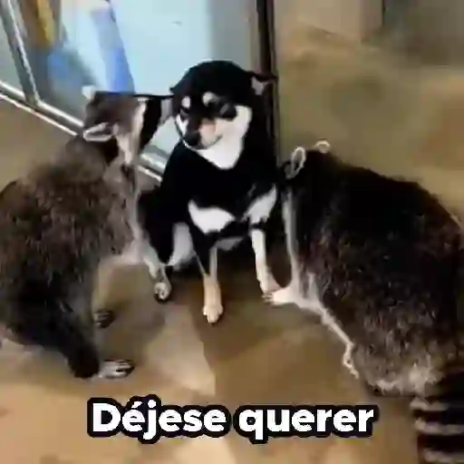 Pedro, Pedro, Pedro ✨🦝mapache 