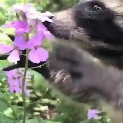 Pedro, Pedro, Pedro ✨🦝mapache 