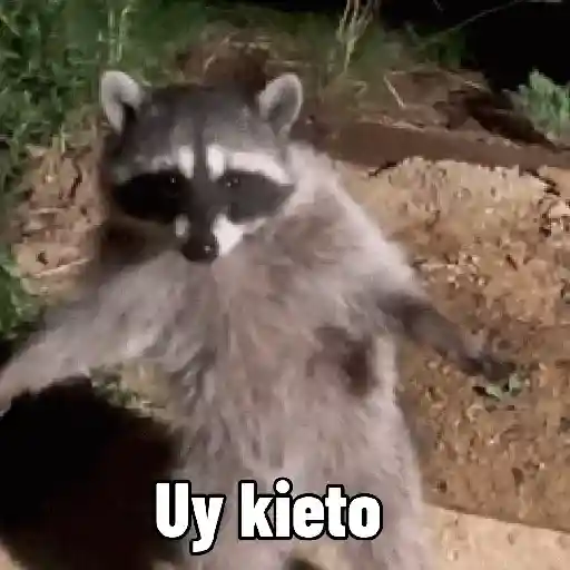 Pedro, Pedro, Pedro ✨🦝mapache 
