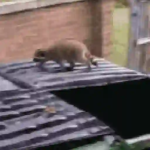 Pedro, Pedro, Pedro ✨🦝mapache 