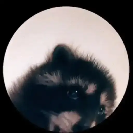 Pedro, Pedro, Pedro ✨🦝mapache 