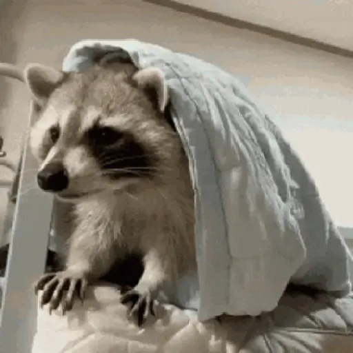 Pedro, Pedro, Pedro ✨🦝mapache 