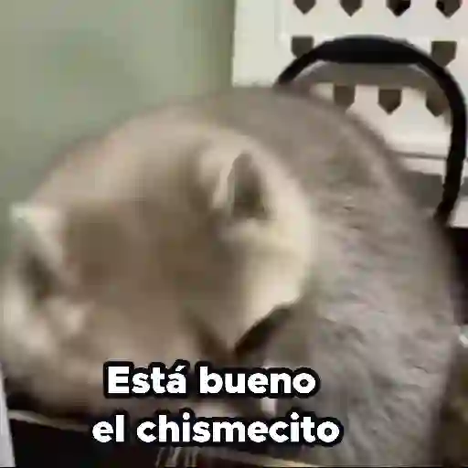 Pedro, Pedro, Pedro ✨🦝mapache 