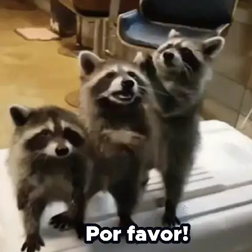 Pedro, Pedro, Pedro ✨🦝mapache 