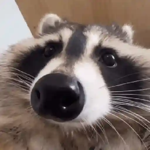 Pedro, Pedro, Pedro ✨🦝mapache 