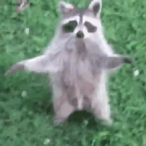 Pedro, Pedro, Pedro ✨🦝mapache 