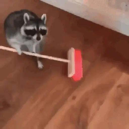 Pedro, Pedro, Pedro ✨🦝mapache 