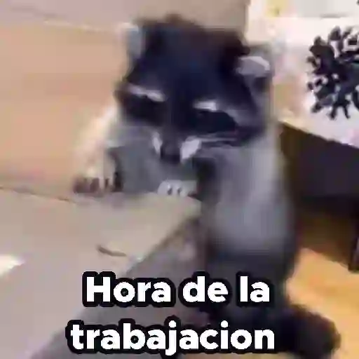 Pedro, Pedro, Pedro ✨🦝mapache  preview