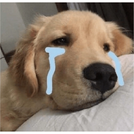 Perritos para reaccionar 🐶🥰💞 