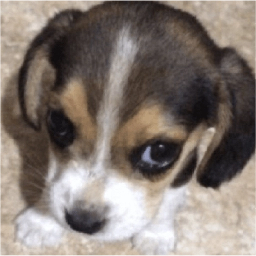 Perritos para reaccionar 🐶🥰💞  preview