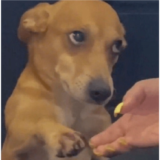 Perritos para reaccionar 🐶🥰💞  preview